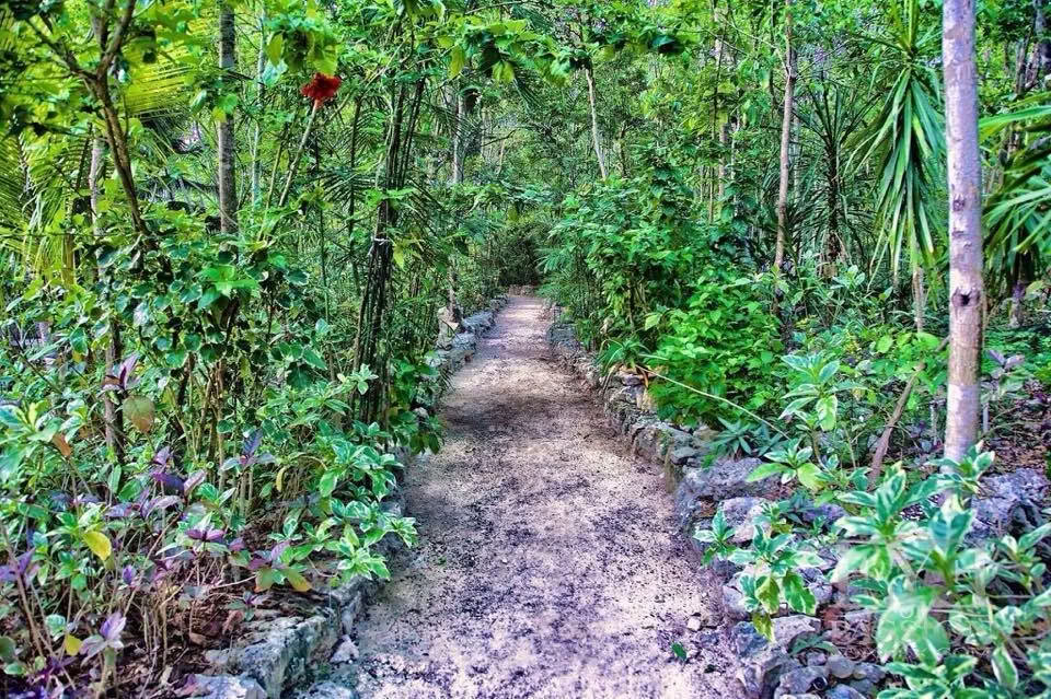 Ritiro di Ayahuasca, Messico