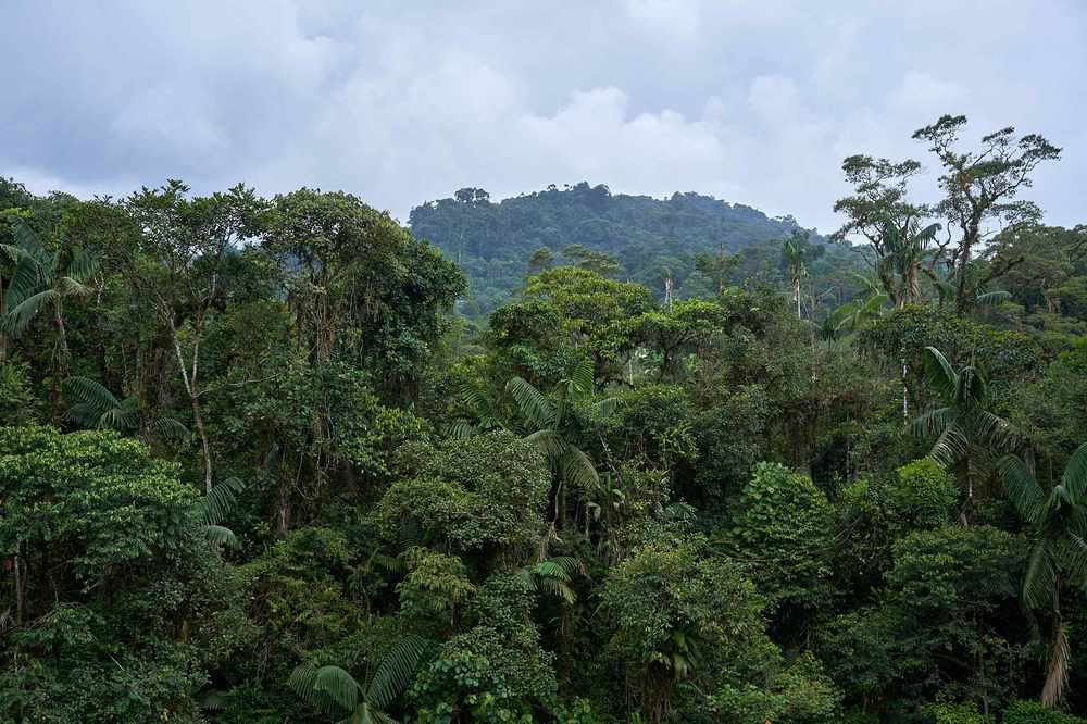 Ritiro di Iniziazione all’Ayahuasca: 7 e 14 Giorni – 10-31 Gennaio 2027