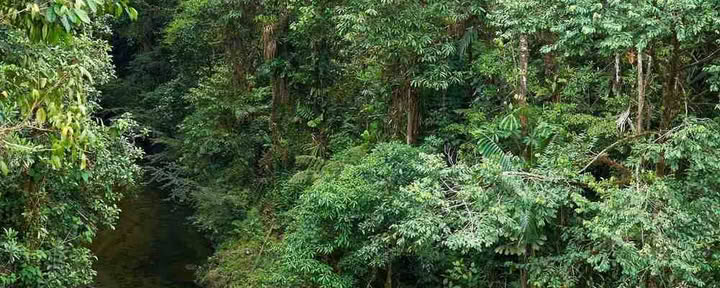 Ritiro di Iniziazione all’Ayahuasca: 7 e 14 Giorni – 10-31 Gennaio 2027