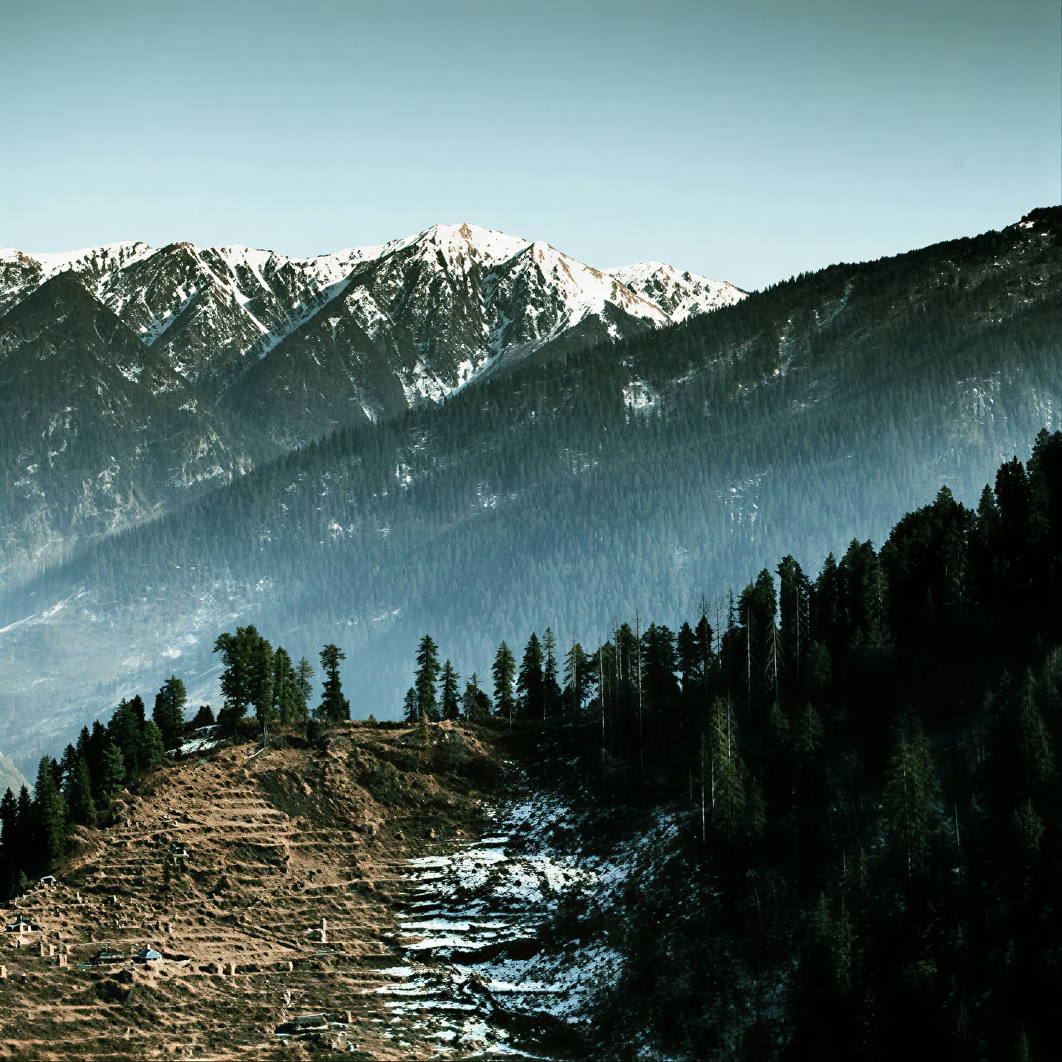Da frutteti a sentieri forestali: Thanedar, Sojha e fuga himalayana lenta nel Tirthan