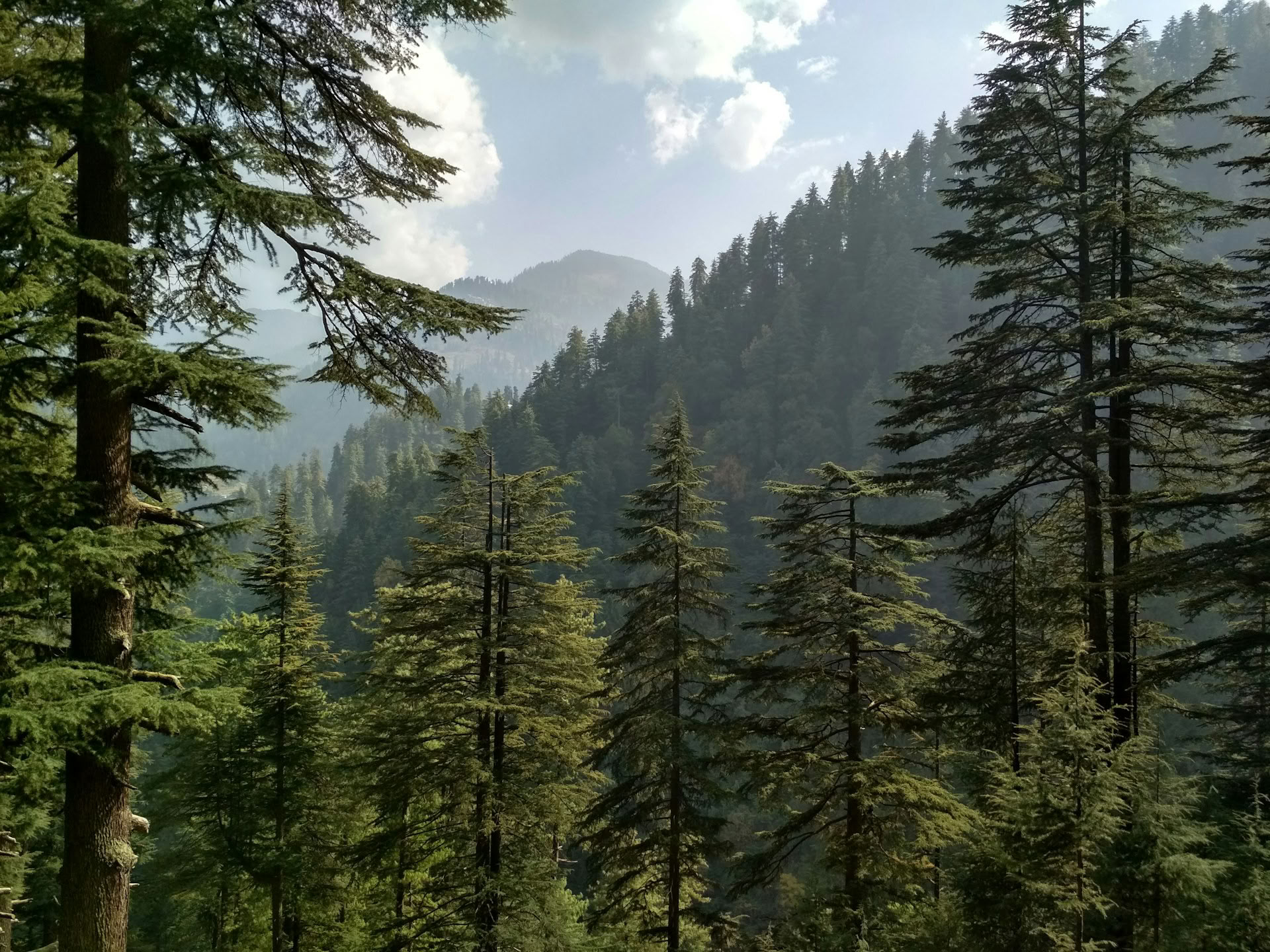 Sentieri nel bosco verso borgate nascoste: Sojha, Tirthan e Sonaugi Ritiro himalayano