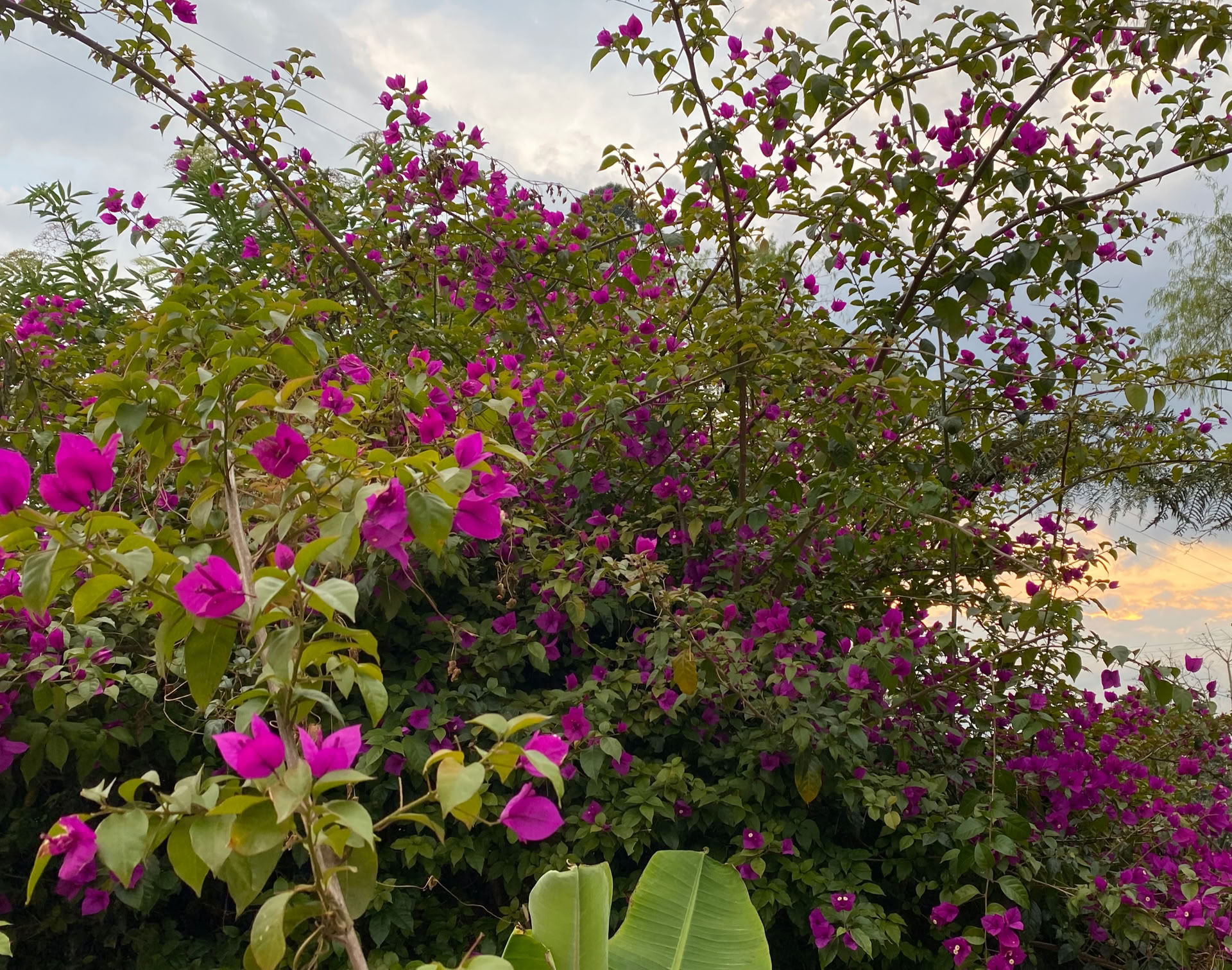 Ritiro Sacro di Ayahuasca a Santa Marta, Colombia