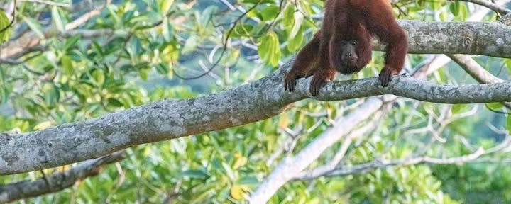 Ritiro Sacro di Ayahuasca a Santa Marta, Colombia