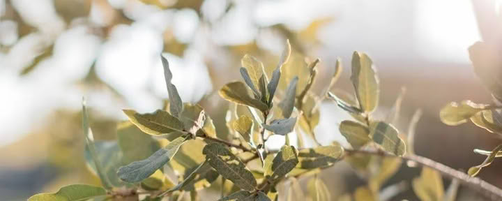 OAks RITIRI