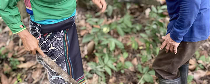 Master Plant Dieta e Plant Spirit Medicine