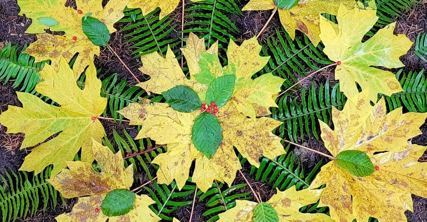 Art nella natura selvaggia