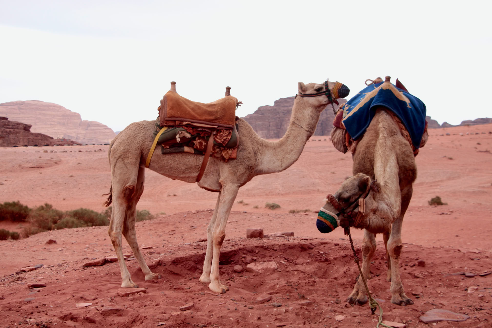 Trekking sui cammelli nel Wadi Rum