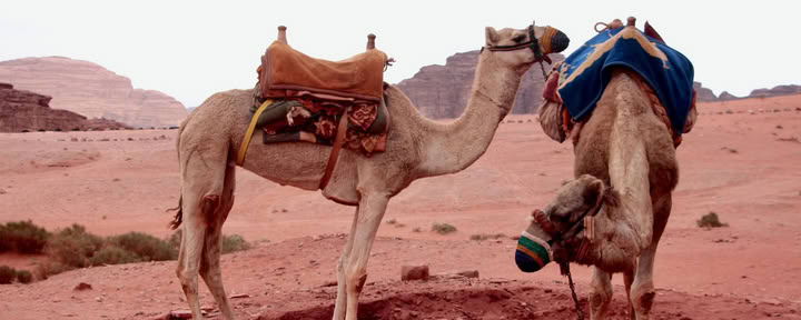 Trekking sui cammelli nel Wadi Rum