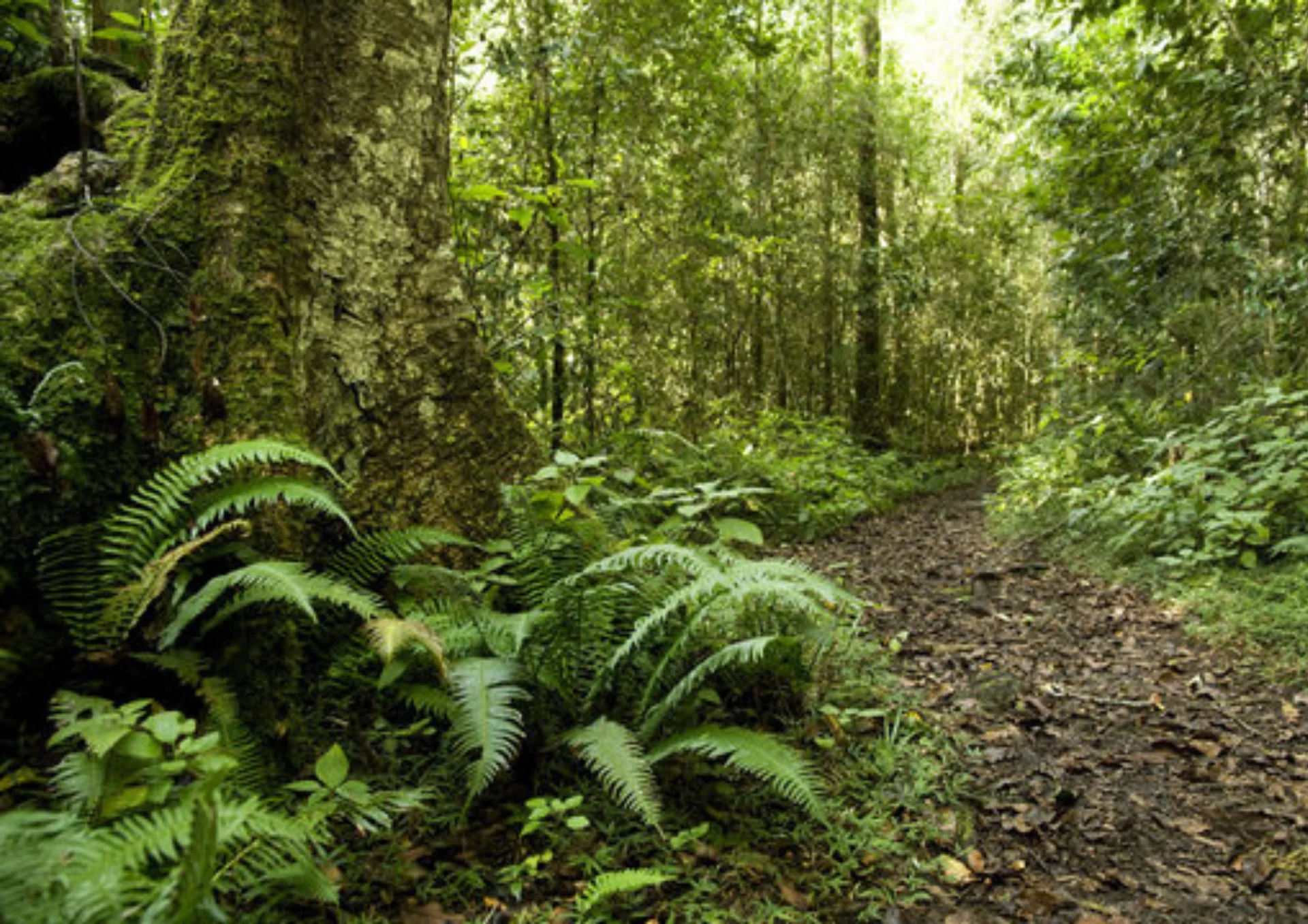 La Scampagnata nel Bosco