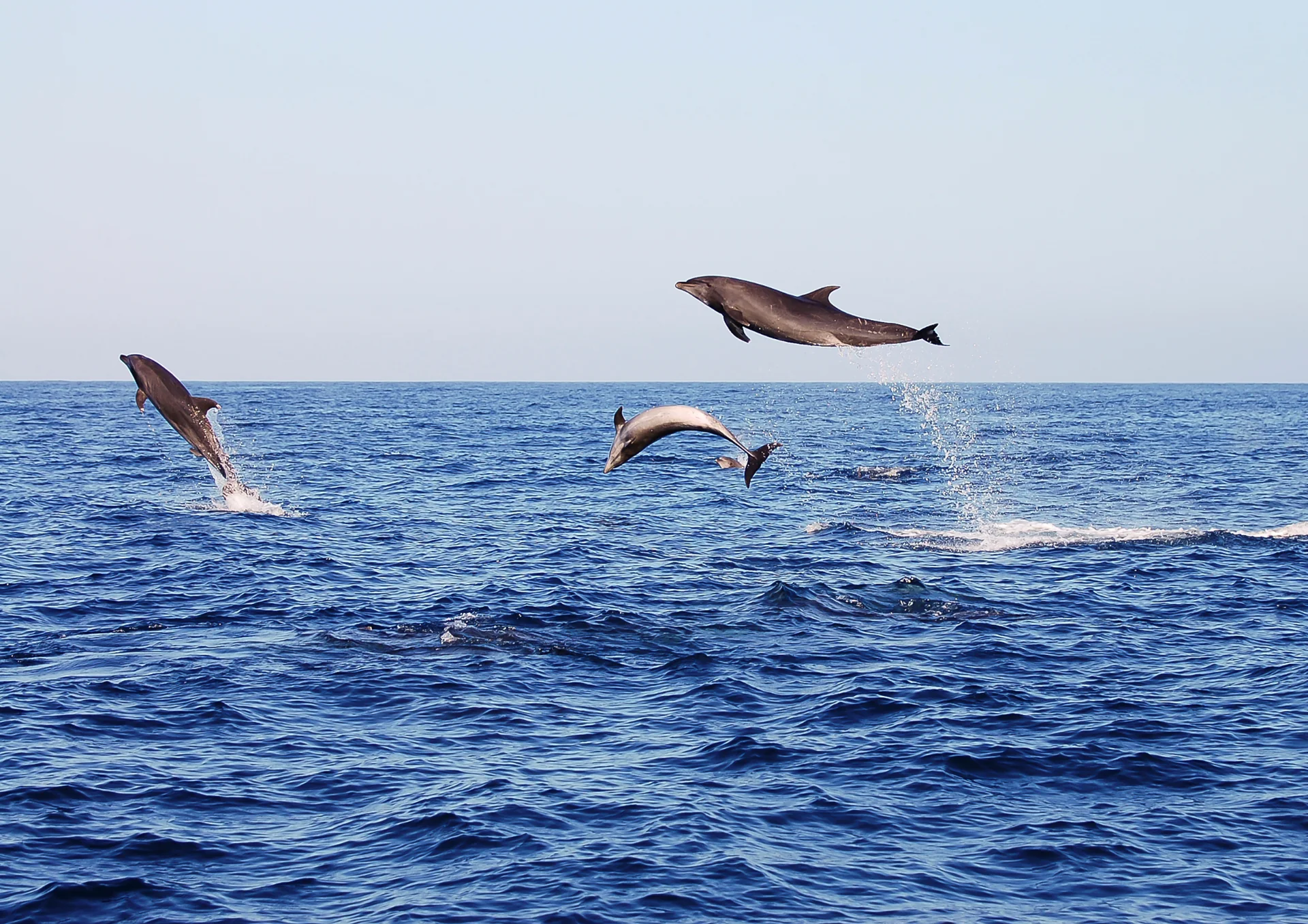 Safari in SUP a Città del Capo