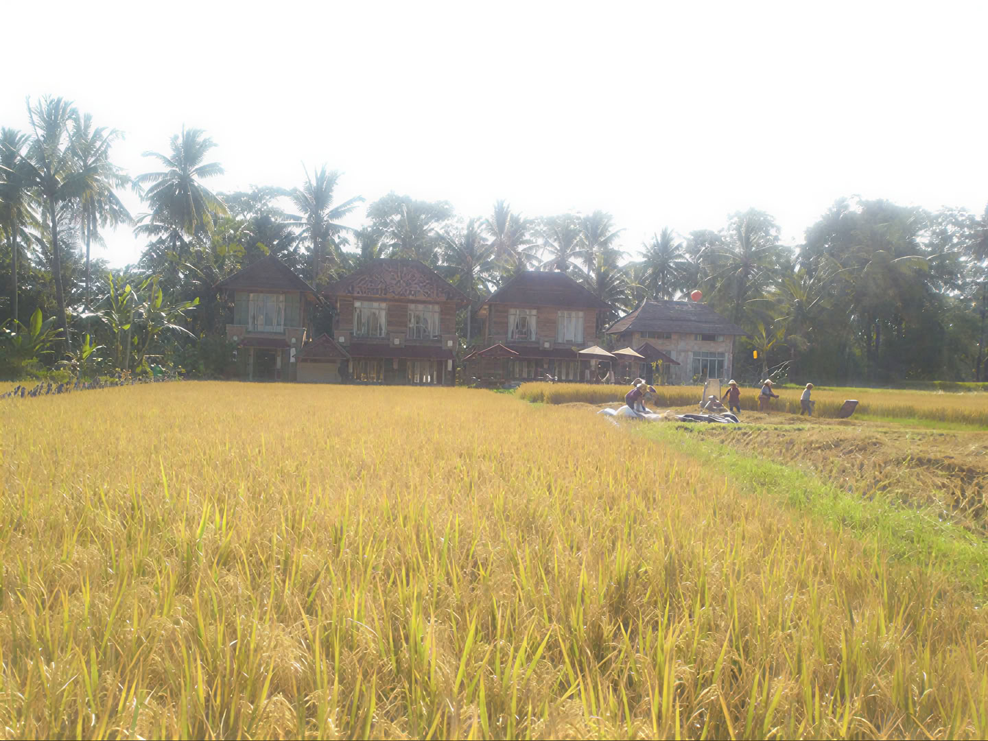 Unforgettable 7-Day Yoga Ritiro in Firefly Retreat Bali