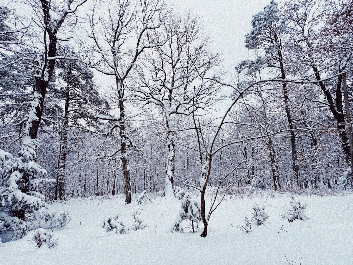 ForREST Retreat: Weekend di ibernazione invernale — Wild Nature Ritiri