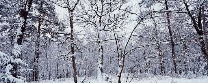 ForREST Retreat: Weekend di ibernazione invernale — Wild Nature Ritiri