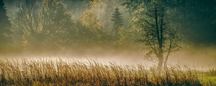 ForREST Ritiro: Weekend di Radicamento Autunnale — Wild Nature Retreats