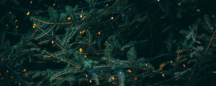 Ritiro del Solstizio d’Inverno - 19-20 dicembre Ospitato da Wild Nature con Erin Moe — Wild Nature Retreats