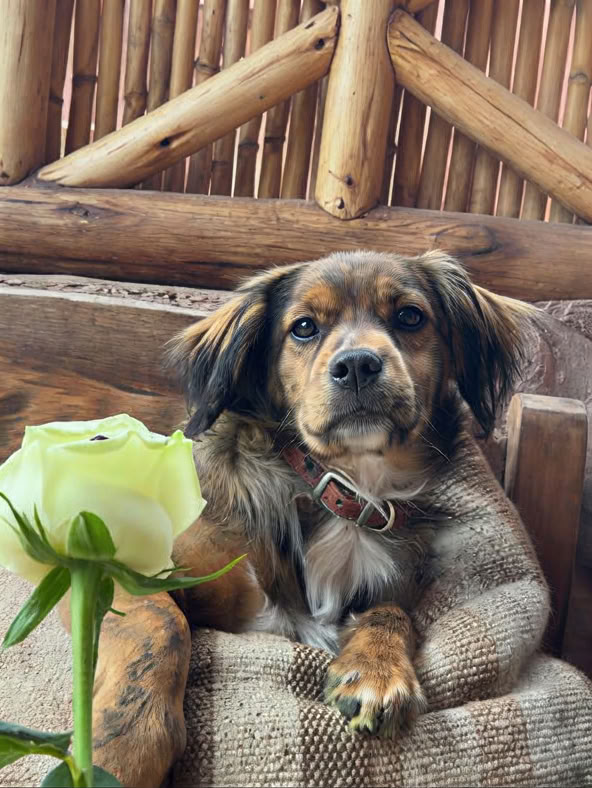 Cerimonia di Ayahuasca