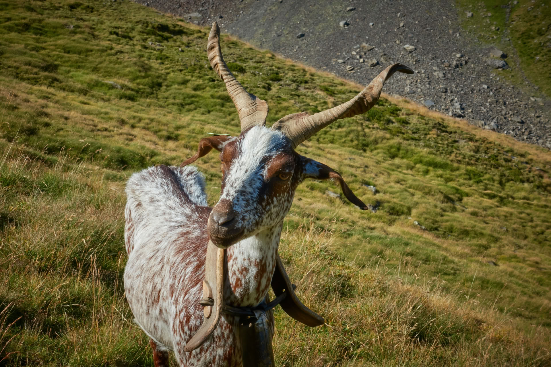 Facendolo a modo mio