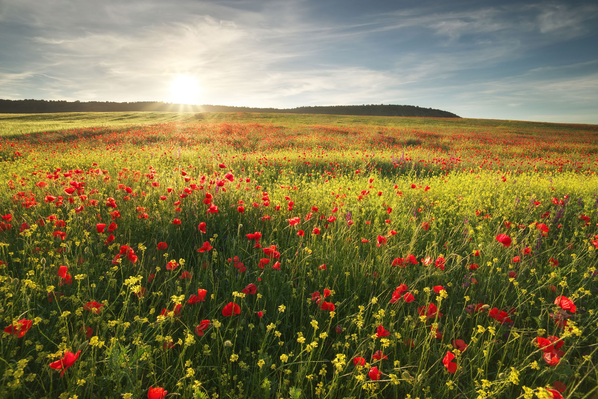 Healthy Heart Reset: Un percorso verso il benessere