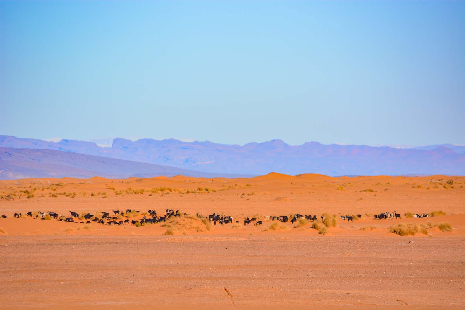 8 giorni di viaggio da Marrakesh al deserto via Merzouga