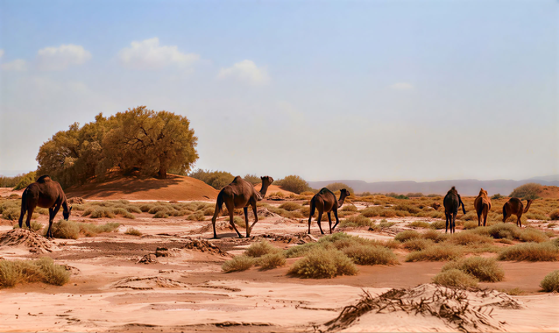 4 giorni di tour da Casablanca a Marrakesh via deserto