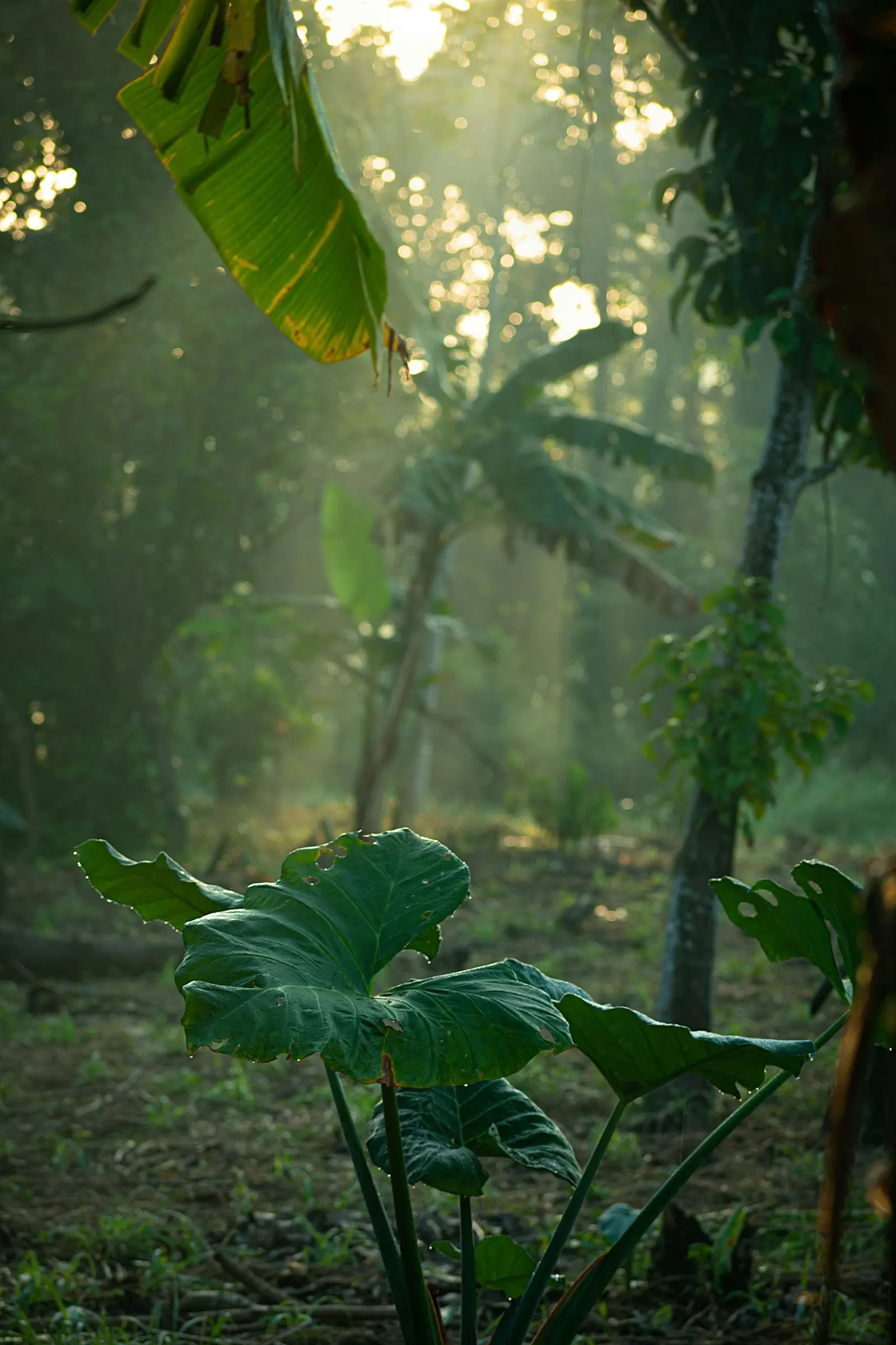 Ritiro di un Giorno in Sri Lanka