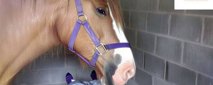 Terapia Equina 1-2-1