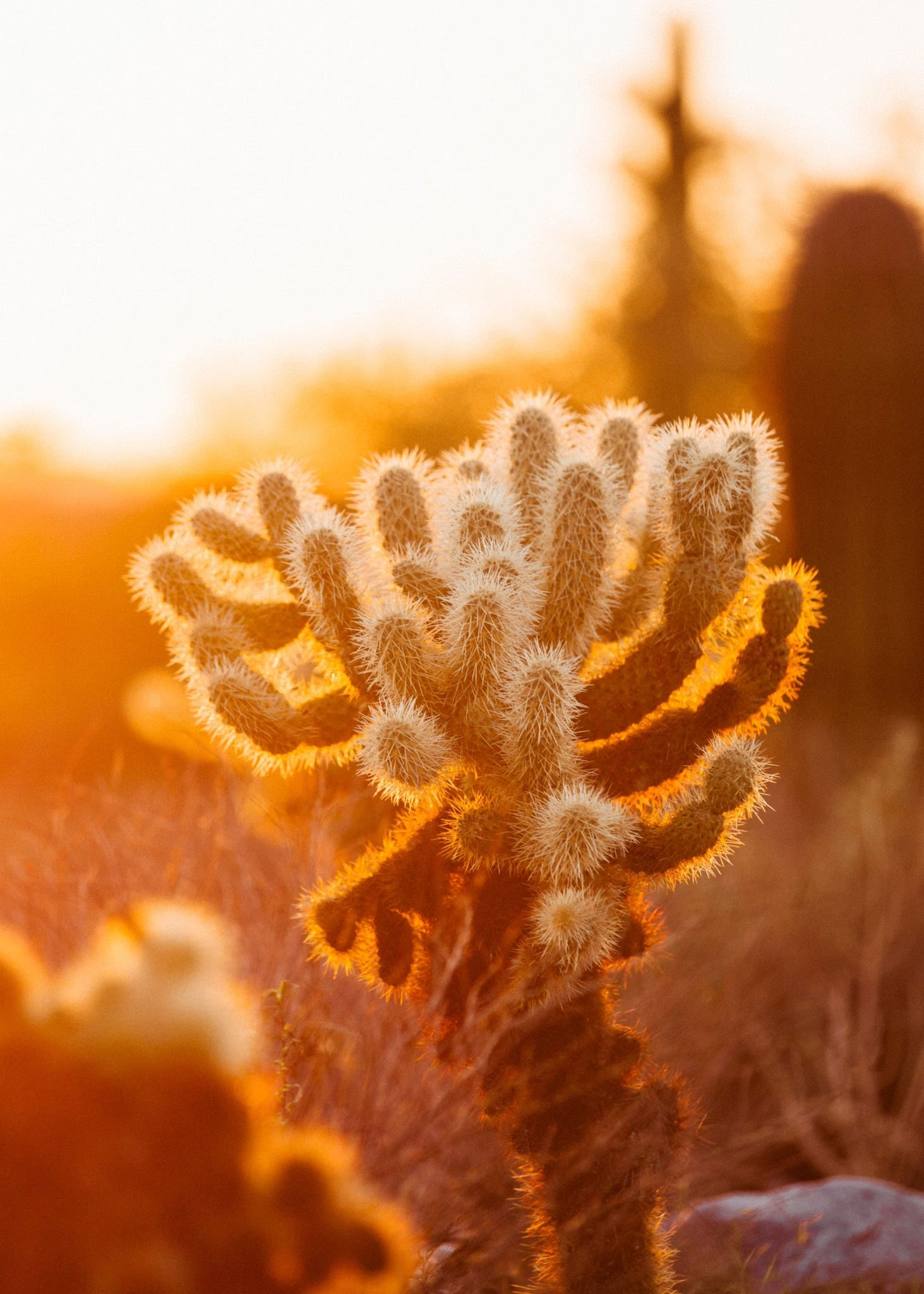 Ritiro di fine settimana del risveglio nel deserto