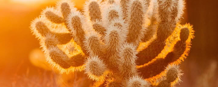 Ritiro di fine settimana del risveglio nel deserto