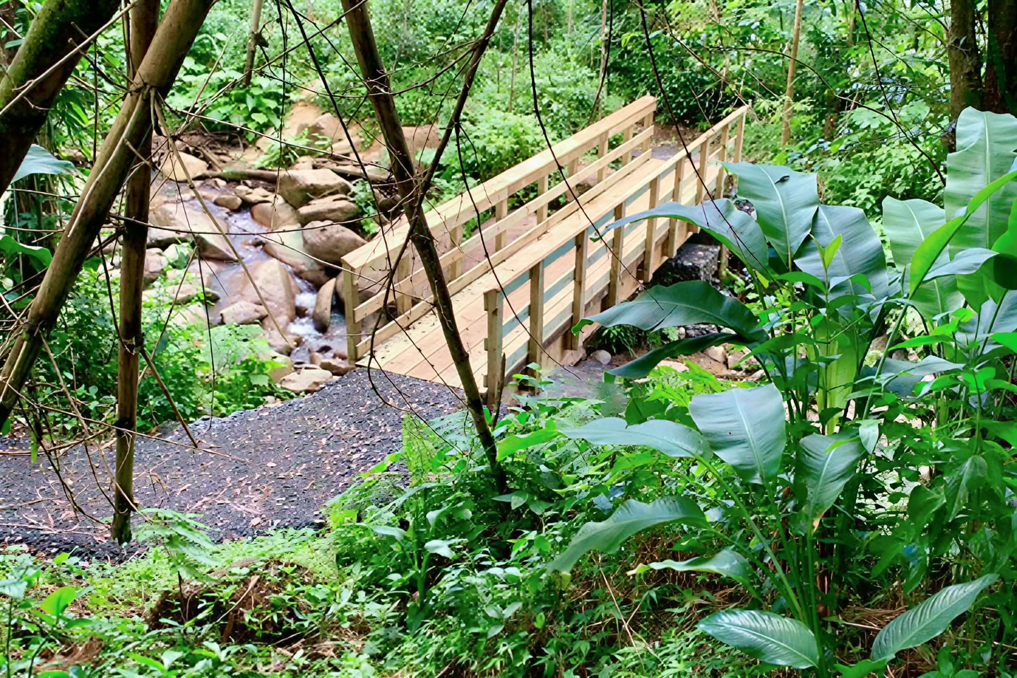 Passeggiata nella natura della foresta pluviale selvaggia e panoramica fino all’avventura sul fiume