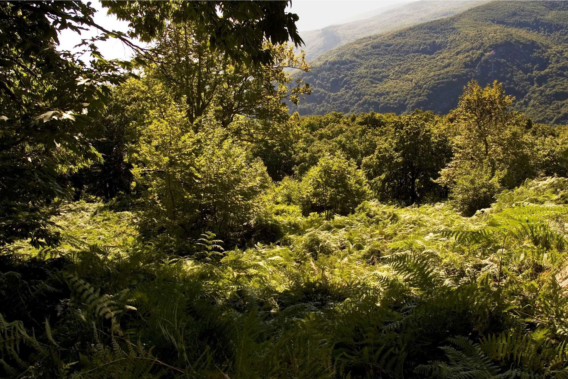 Experience The Elements Ritiro Pelion September 2026