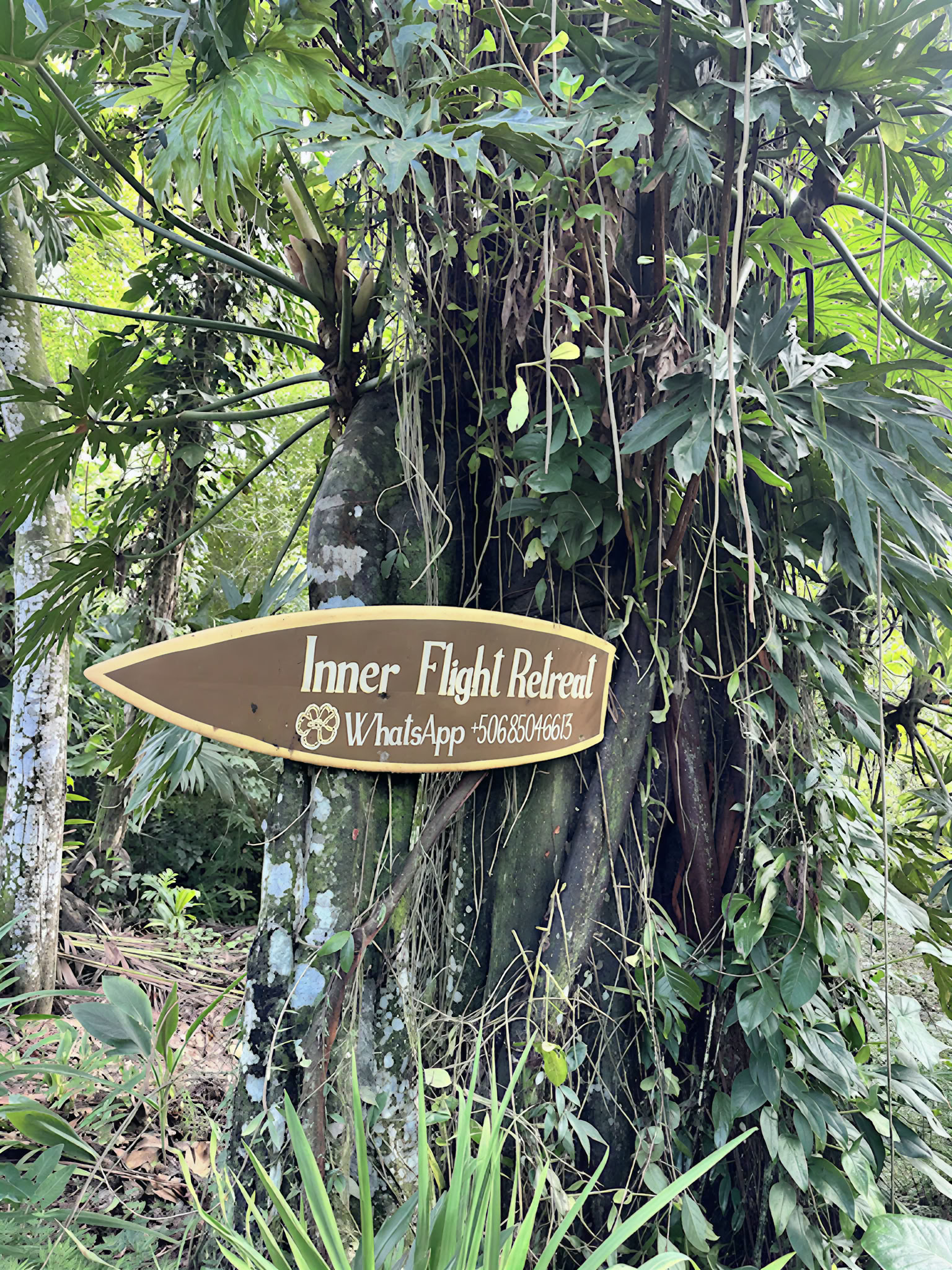 Cerimonia di Ayahuasca Shipibo