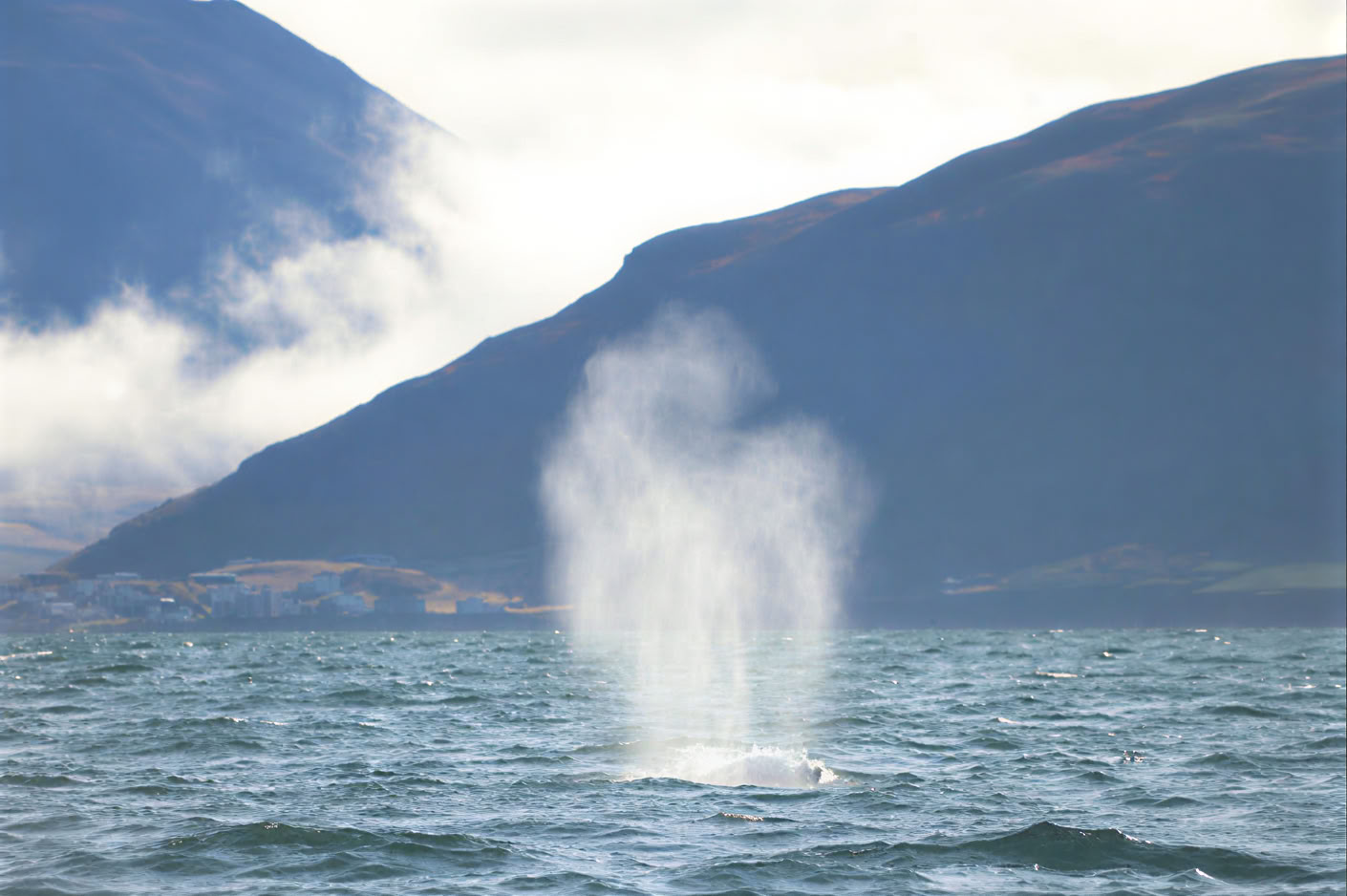 Avvistamento Balene ad Akureyri