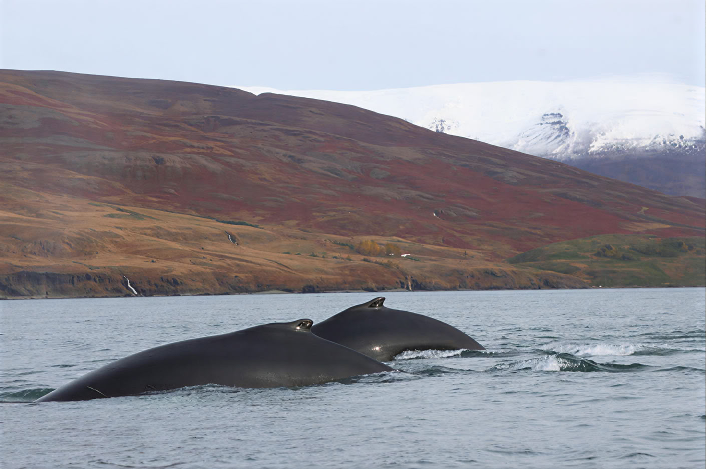 Avvistamento Balene ad Akureyri