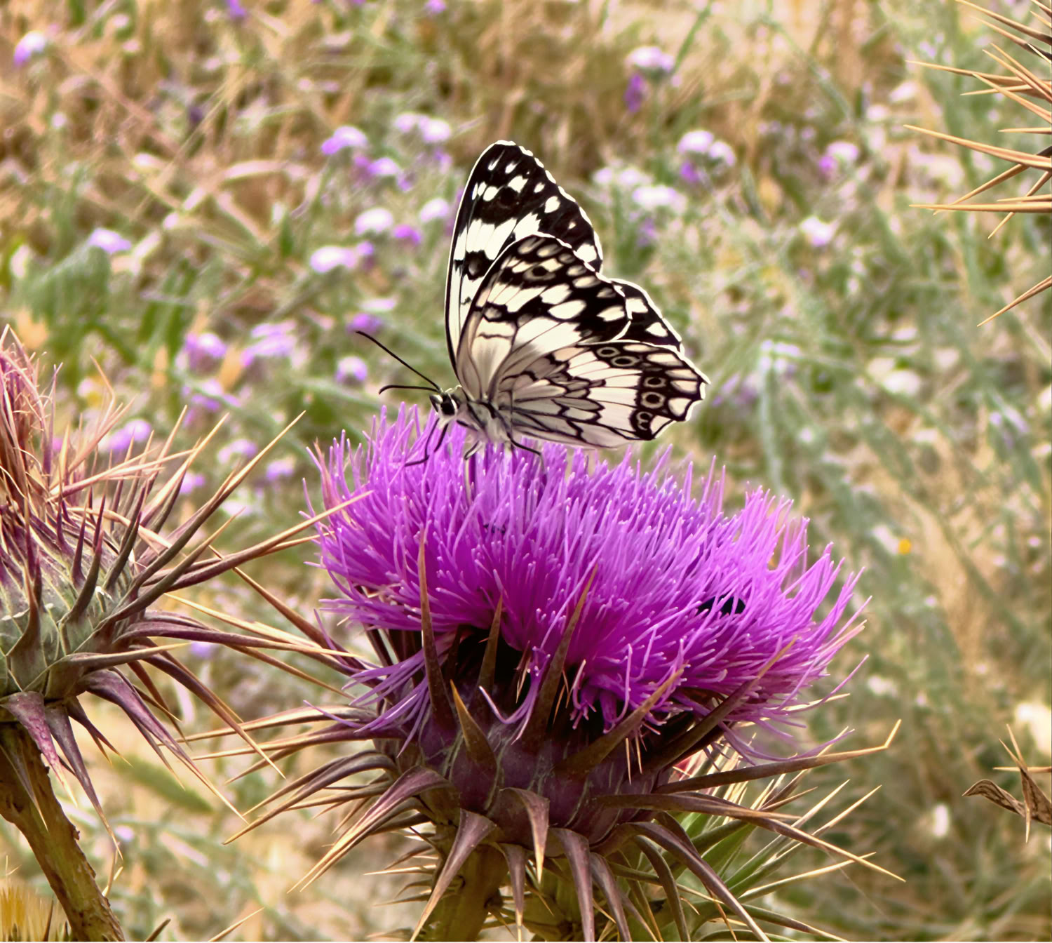 ALCHIMIA INTERIORE