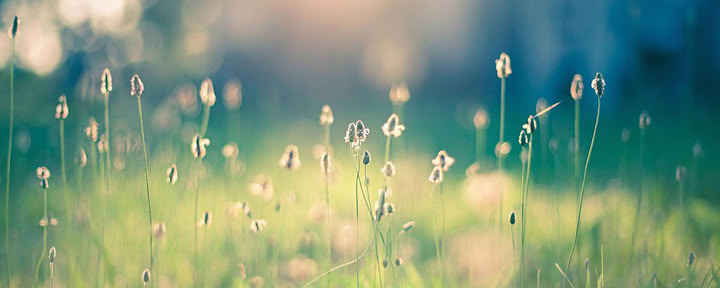 Condivisione Reiki