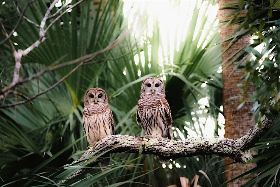 Tour ecologico nella natura