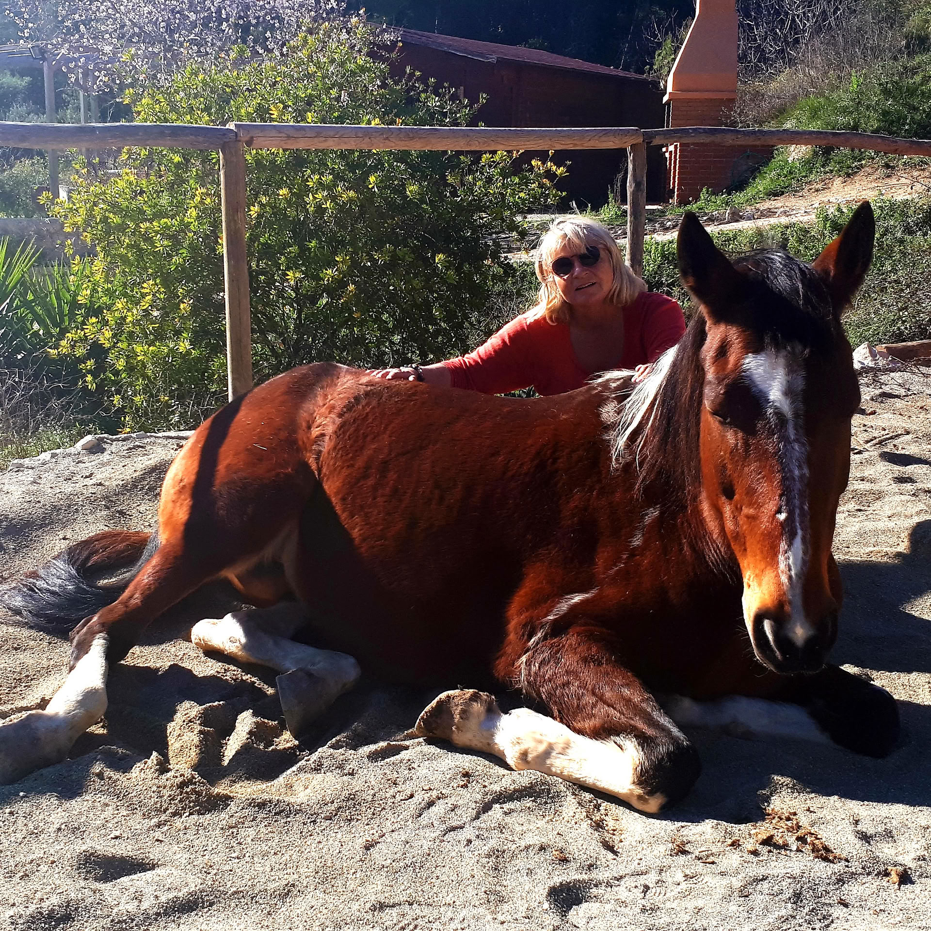 Yoga & Guarigione con i Cavalli
