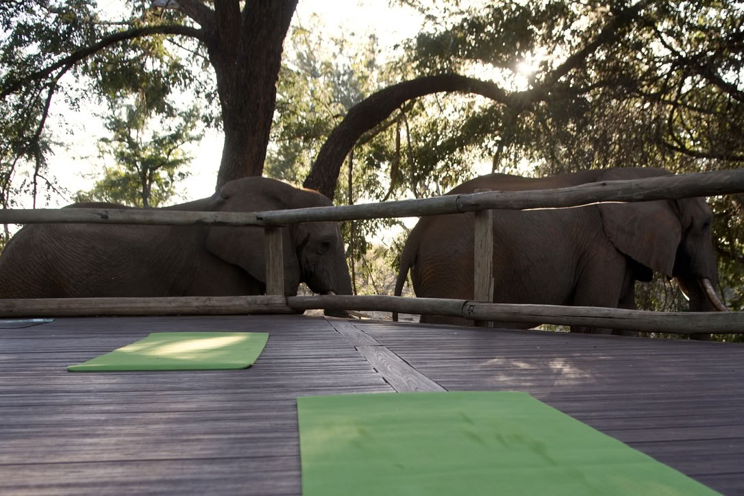 Yoga con gli elefanti