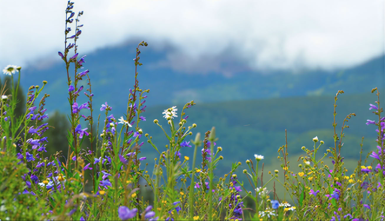 Sitting in Beauty: un ritiro di meditazione silenziosa di 5 giorni