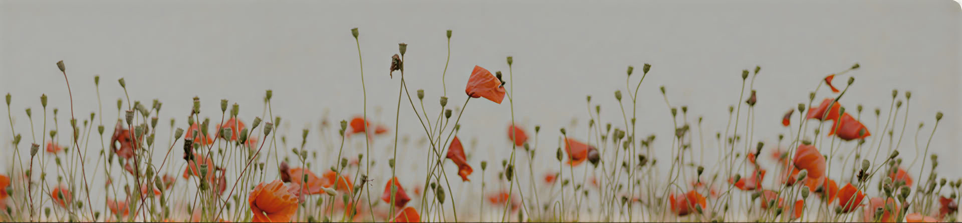 Freedom from Suffering: Un weekend di guarigione attraverso l’amore incondizionato per sé, la meditazione mindfulness e il QiGong