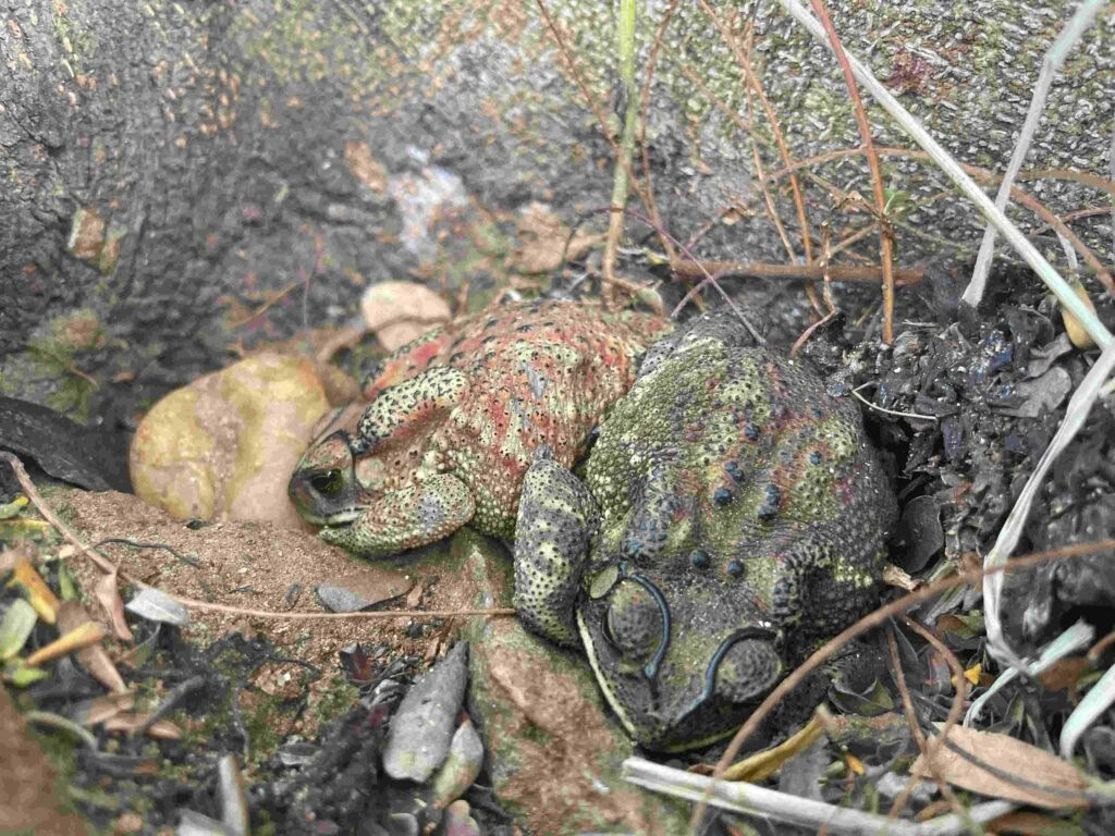 Corso di formazione per insegnanti di yoga di 200 ore