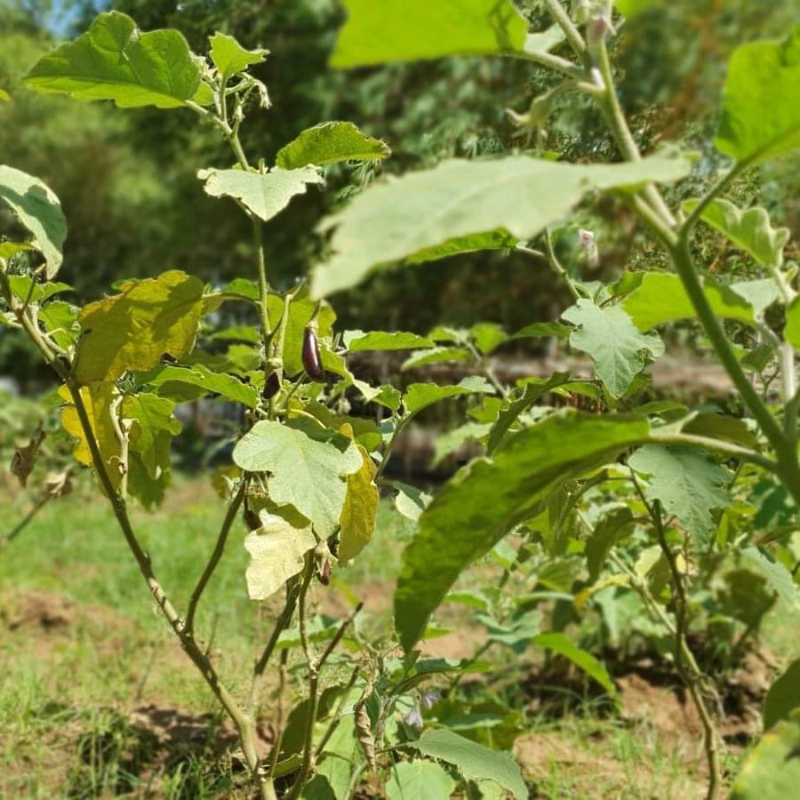Pancha Kosha Meditazione e Ritiro di Detossificazione