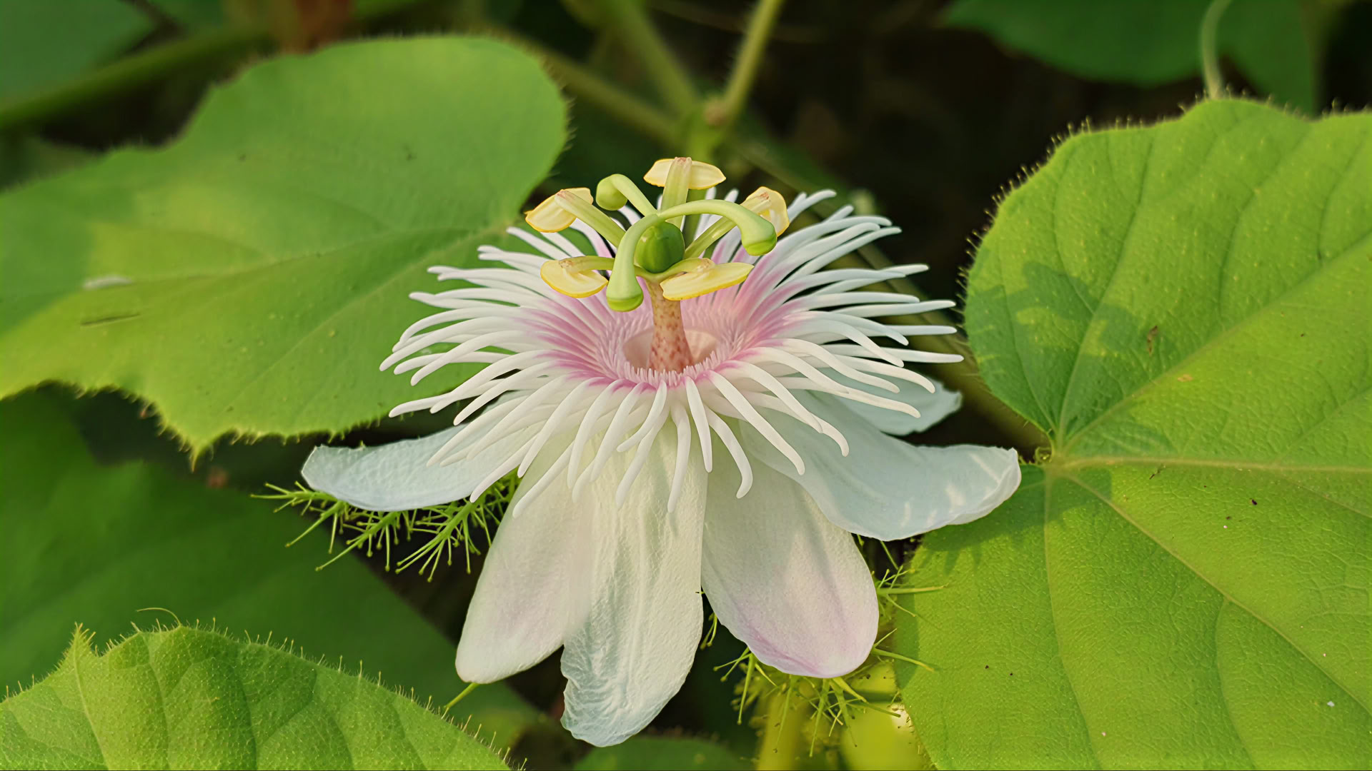 3 giorni Swa Shakti Wellness & Meditation Ritiro