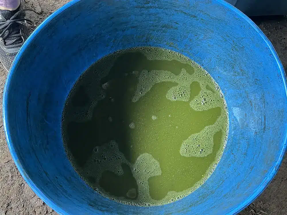 Medicine Maker Ritiro di Ayahuasca con Taita Miguel