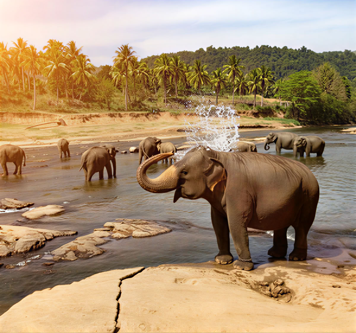 Tranquil Trails: Bliss in Sri Lanka in 7 giorni! Yoga, Meditazione, Cultura, Natura