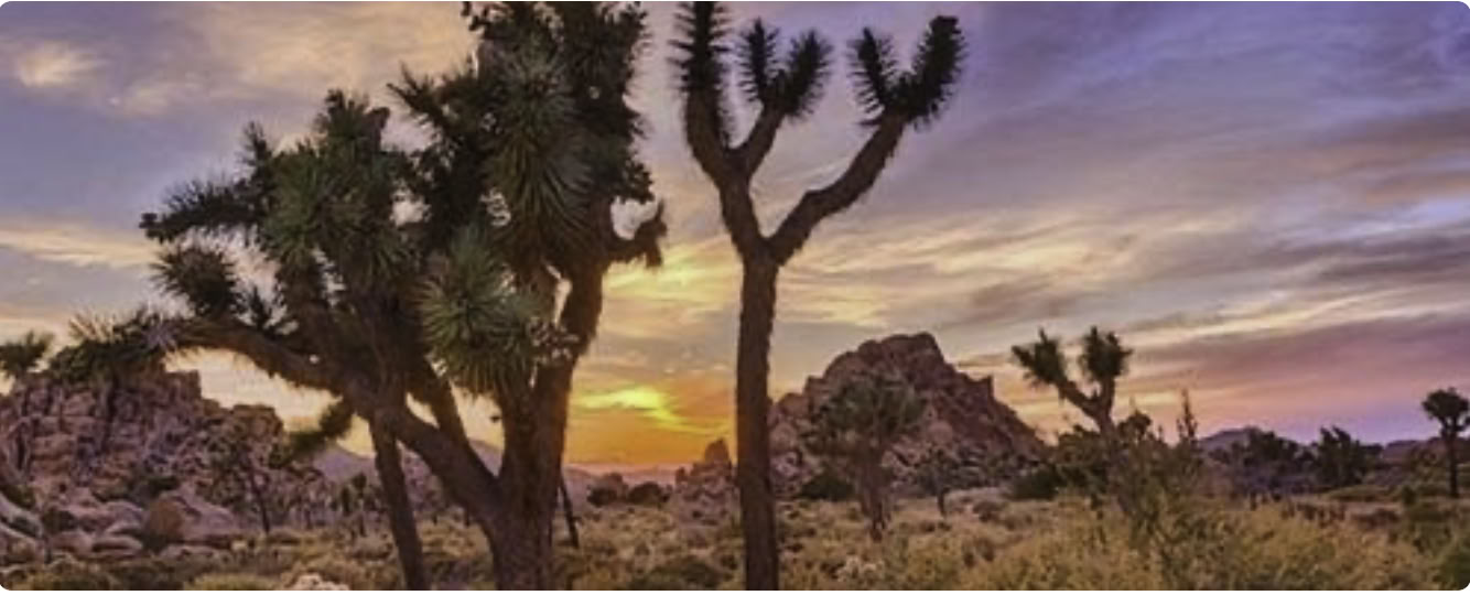 Cactus Moon :: Il Ritorno con Liz e Megan
