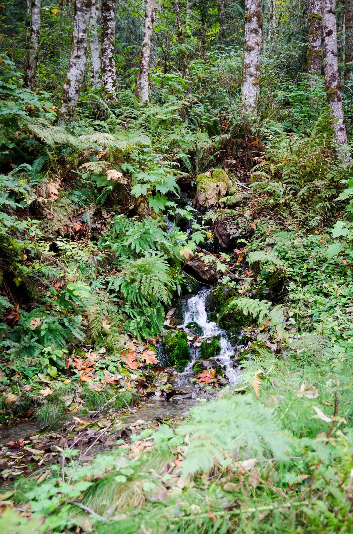 Detox Ritiro – Pulizia Autunnale