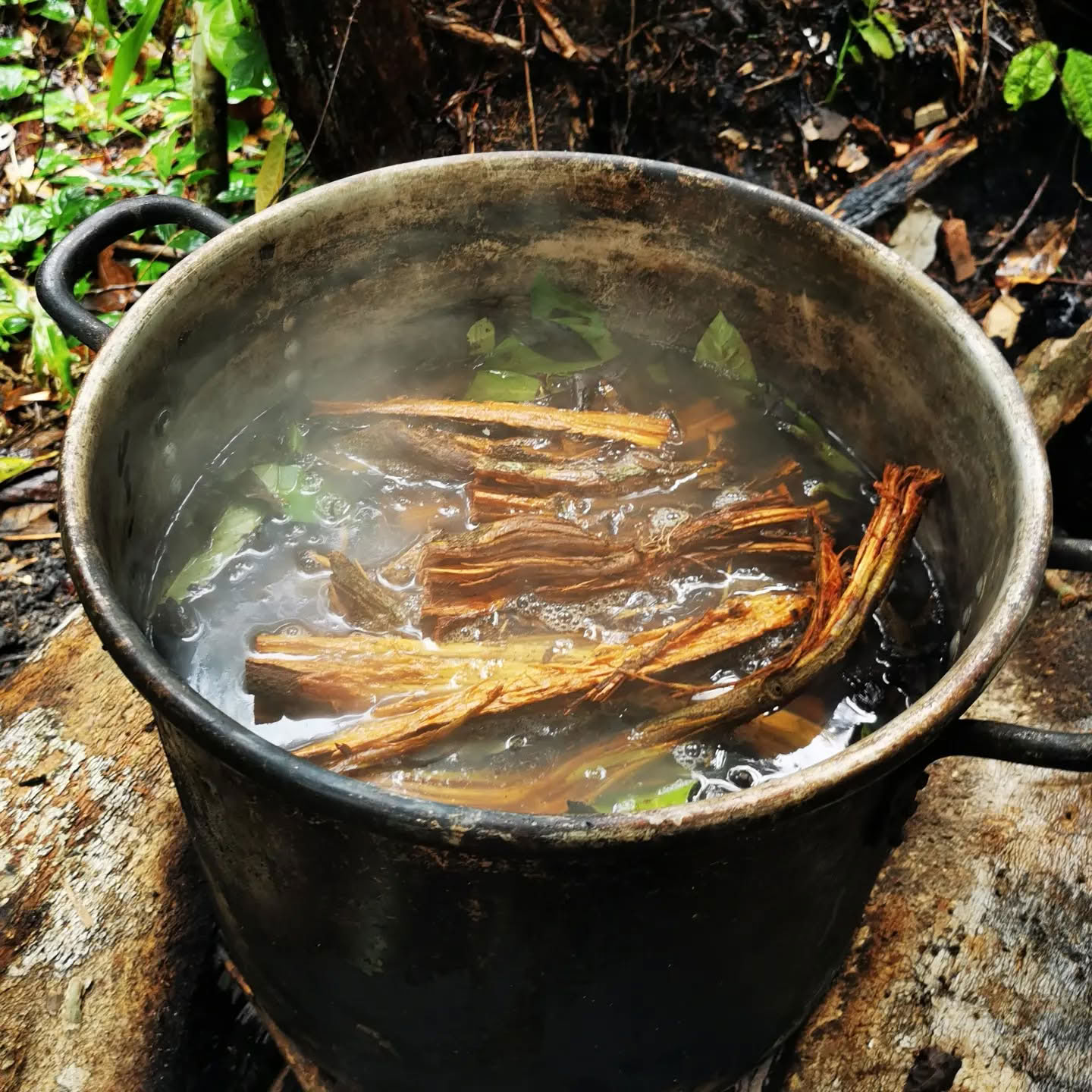 7 giorni di ritiro di Ayahuasca
