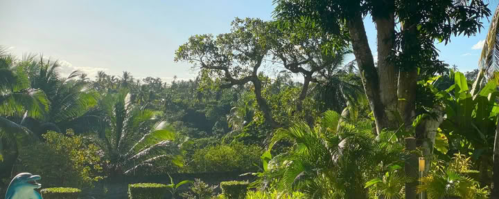 Ritiro di Ayahuasca di 14 giorni con Flow Brazil Yoga / Meditazione e Massaggi