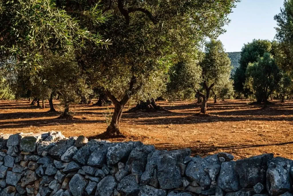 Conversations with Place: Una residenza creativa a Masseria Specula